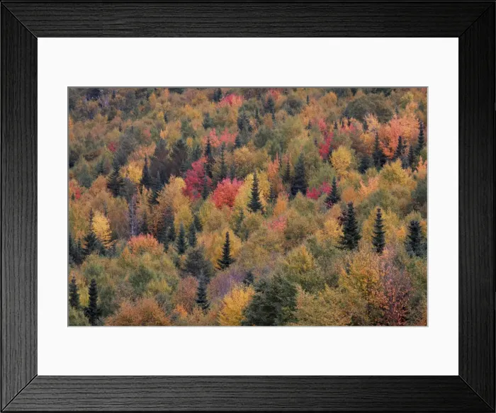 Framed Print : Autumn Trees - Gros Morne National Park - Newfoundland - Canada Framed Print : Autumn Trees - Gros Morne National Park - Newfoundland - Canada