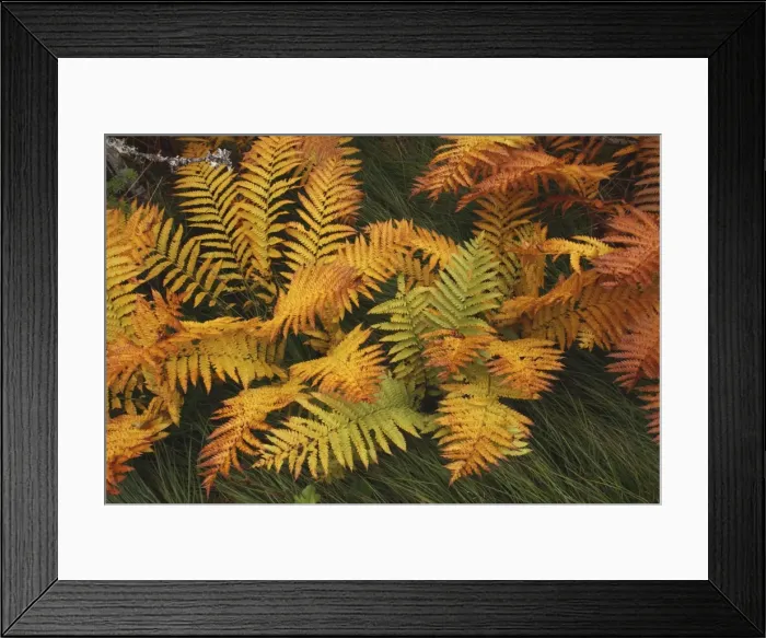 Framed Print : Ferns - autumn foliage - Gros Morne National Park - Newfoundland - Canada Framed Print : Ferns - autumn foliage - Gros Morne National Park - Newfoundland - Canada