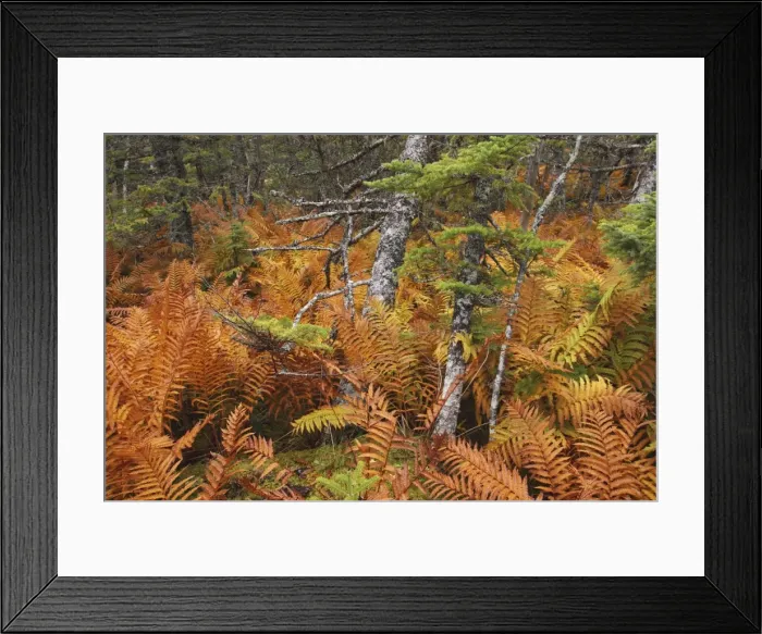 Framed Print : Ferns - autumn foliage - Gros Morne National Park - Newfoundland - Canada Framed Print : Ferns - autumn foliage - Gros Morne National Park - Newfoundland - Canada