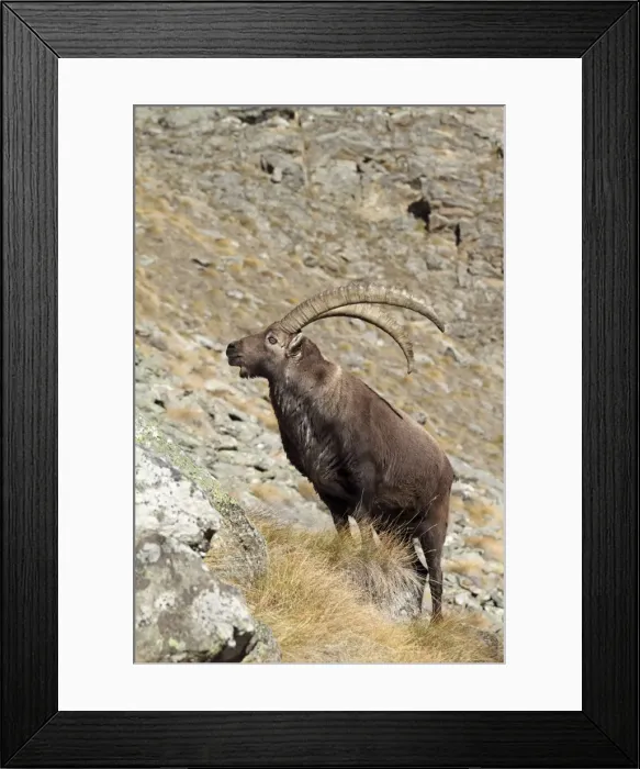 Framed Print : Ibex - buck on moutainside - Gran Paradiso National Park - Italy Framed Print : Ibex - buck on moutainside - Gran Paradiso National Park - Italy