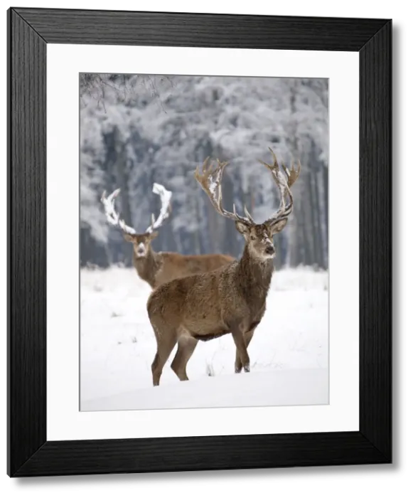 Framed Print : Red Deer - bucks in snow - Germany Framed Print : Red Deer - bucks in snow - Germany