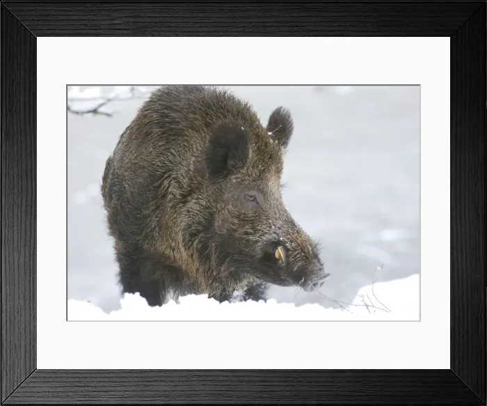 Framed Print : Wild Boar - male in snow - Germany Framed Print : Wild Boar - male in snow - Germany