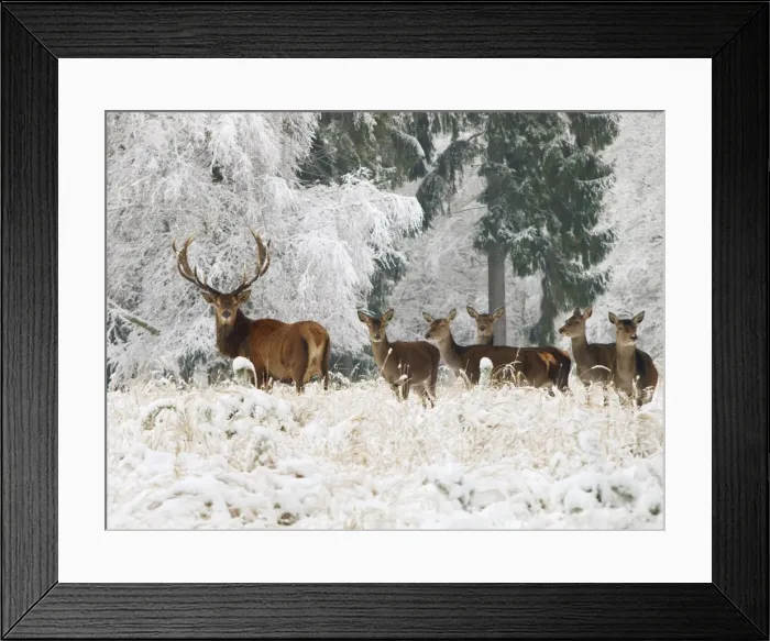 Framed Print : Red Deer - herd in snow - Germany Framed Print : Red Deer - herd in snow - Germany
