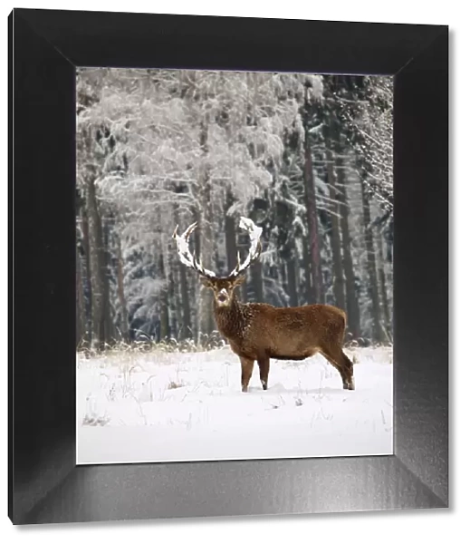 Red Deer - buck in snow - Germany