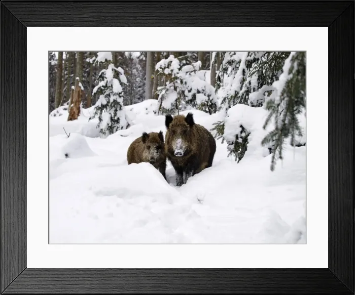 Framed Print : Wild Boars - in snow - Germany Framed Print : Wild Boars - in snow - Germany