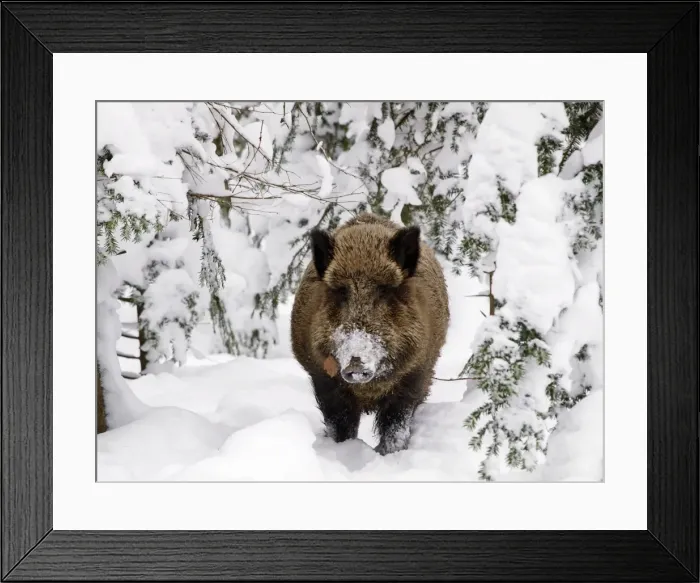 Framed Print : Wild Boar - in snow - Germany Framed Print : Wild Boar - in snow - Germany