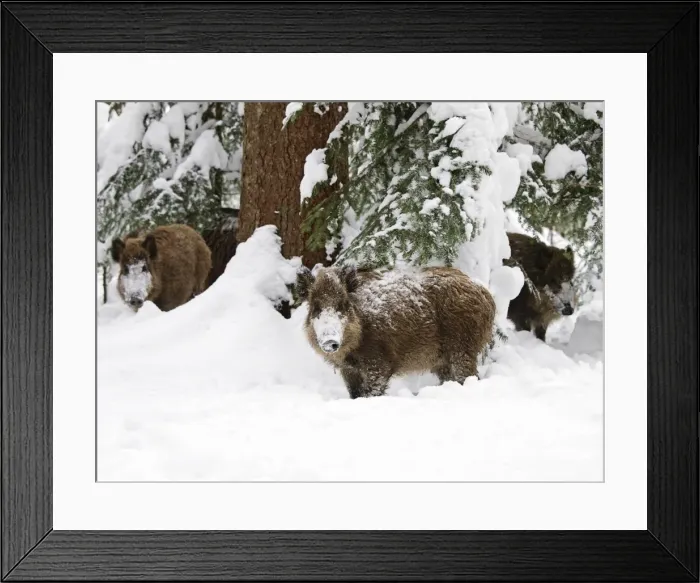 Framed Print : Wild Boars - in snow - Germany Framed Print : Wild Boars - in snow - Germany