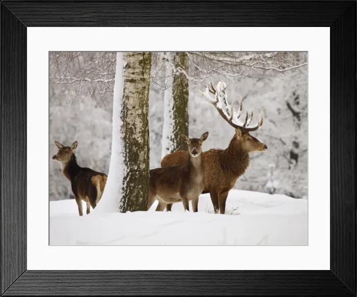 Framed Print : Red Deer - buck with cows in snow - Germany Framed Print : Red Deer - buck with cows in snow - Germany
