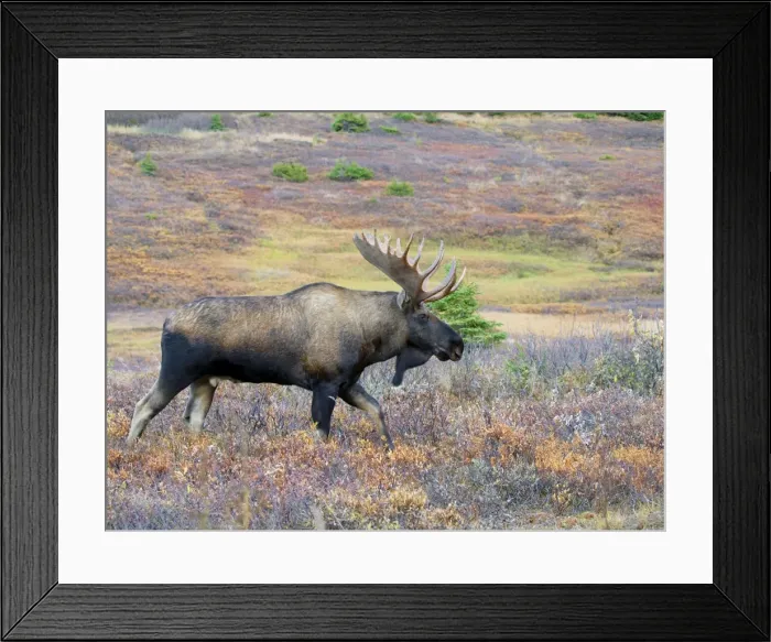 Framed Print : Moose - bull - Alaska Framed Print : Moose - bull - Alaska