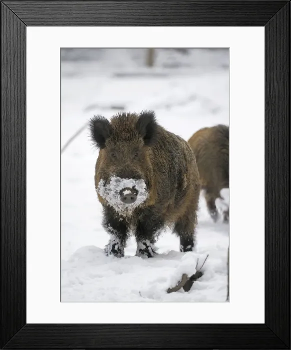 Framed Print : Wild Boar - male in snow - Germany Framed Print : Wild Boar - male in snow - Germany