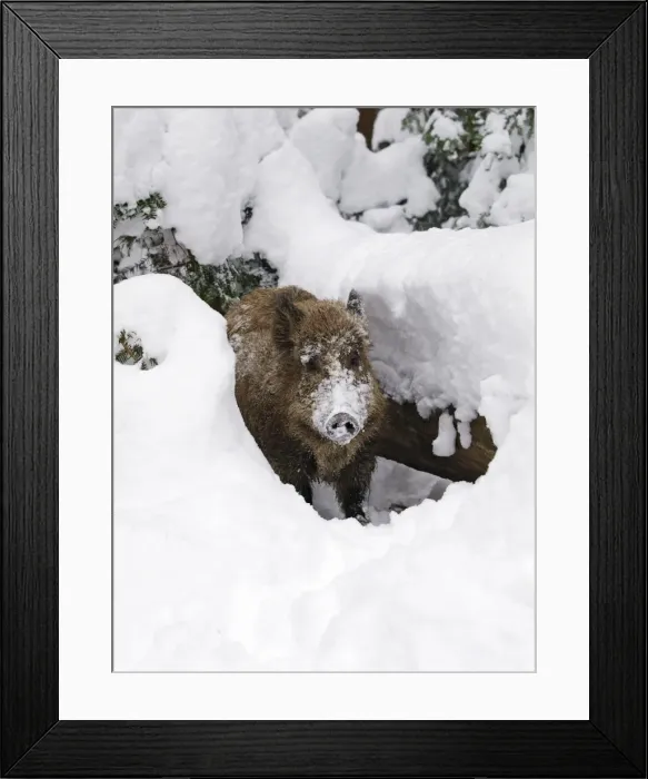 Framed Print : Wild Boar - in snow - Germany Framed Print : Wild Boar - in snow - Germany