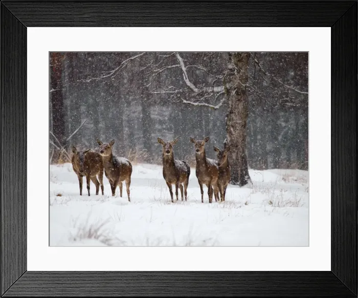 Framed Print : Red Deer - cows in snow - Germany Framed Print : Red Deer - cows in snow - Germany