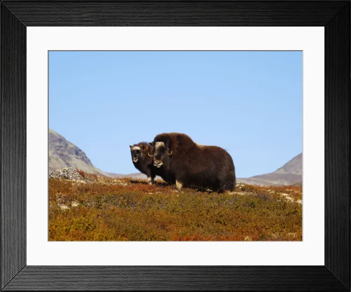 Framed Print : Muskox Dovrefjell NP, Norway Framed Print : Muskox Dovrefjell NP, Norway