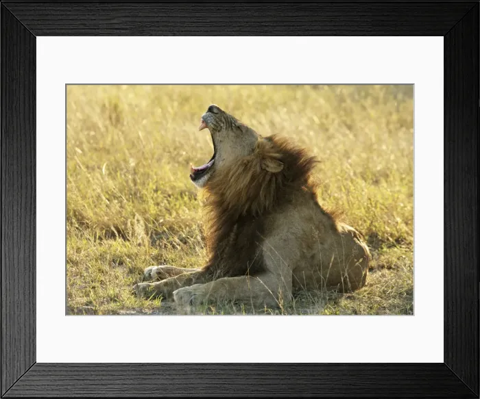 Framed Print : male lion yawning, Moremi game reserve, Botswanan
