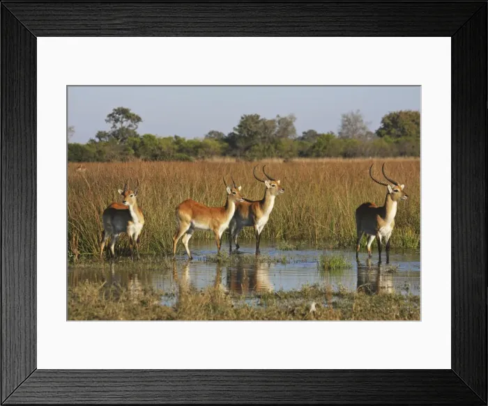 Framed Print : Lechwe waterbuck, Moremi NP, Botswanan Framed Print : Lechwe waterbuck, Moremi NP, Botswanan