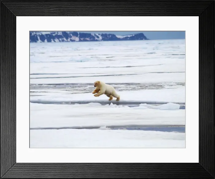 Framed Print : Polar Bear - jumping ice flow - Svalbard, Norway