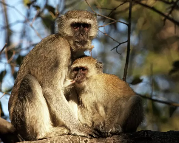 Vervet monkey nursing, Moremi game reserve, Botswanan