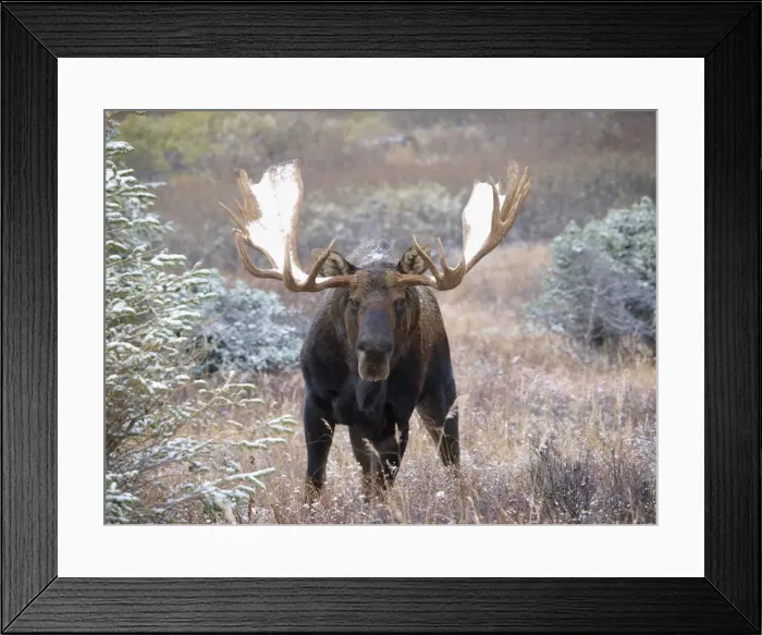 Framed Print : Moose - bull with snow on his antlers, Alaska Framed Print : Moose - bull with snow on his antlers, Alaska