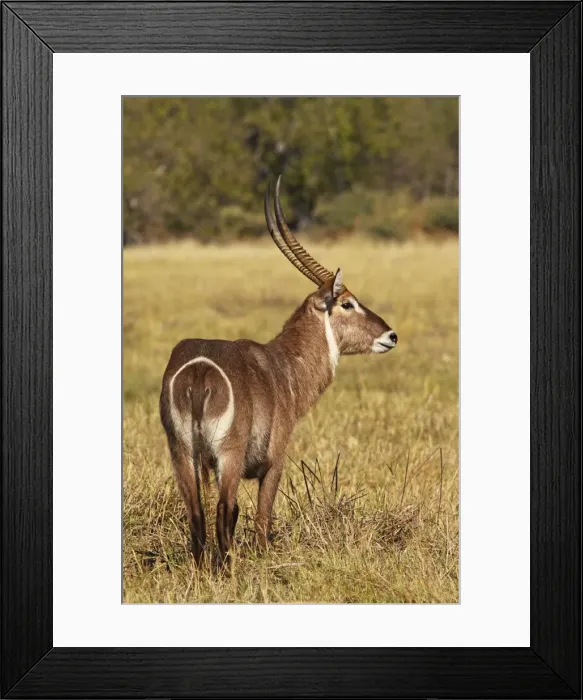 Framed Print : common waterbuck, Moremi NP, Botswanan Framed Print : common waterbuck, Moremi NP, Botswanan
