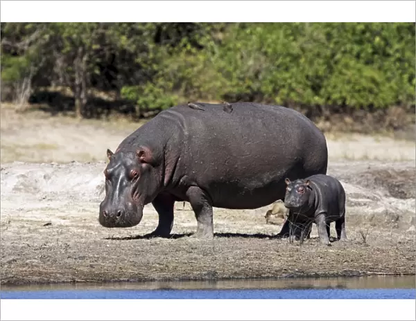 hippo mother with young one, Chobe river, Chobe Nationalpark, Botswana