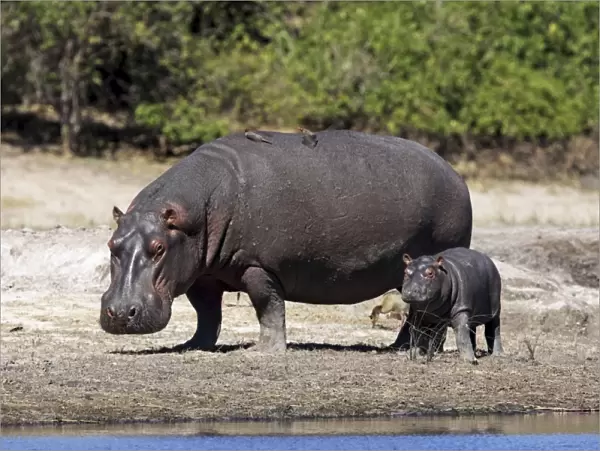 hippo mother with young one, Chobe river, Chobe Nationalpark, Botswana