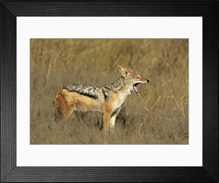 Framed Print : Black-backed jackal yawning, Savuti, Botswana Framed Print : Black-backed jackal yawning, Savuti, Botswana