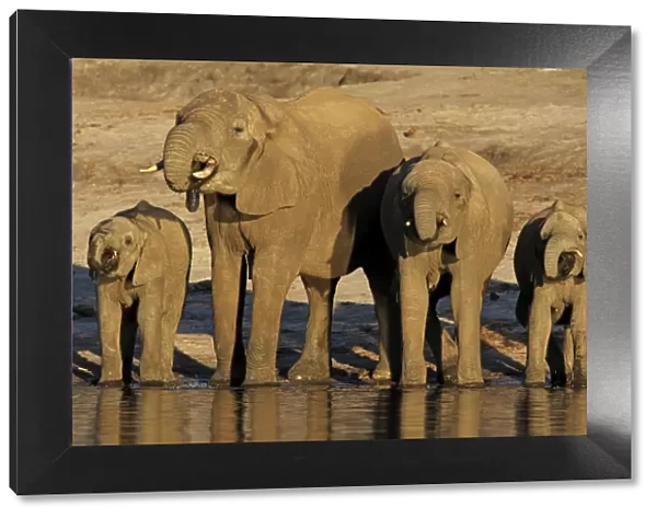 African elephants drinking at Chobe river, Chobe national park, Botswana