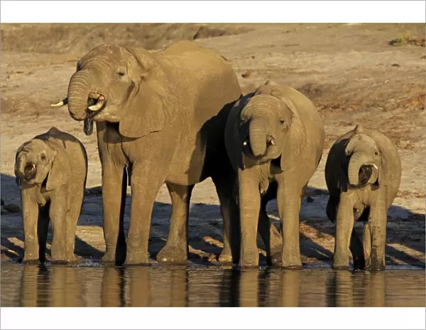 African elephants drinking at Chobe river, Chobe national park, Botswana