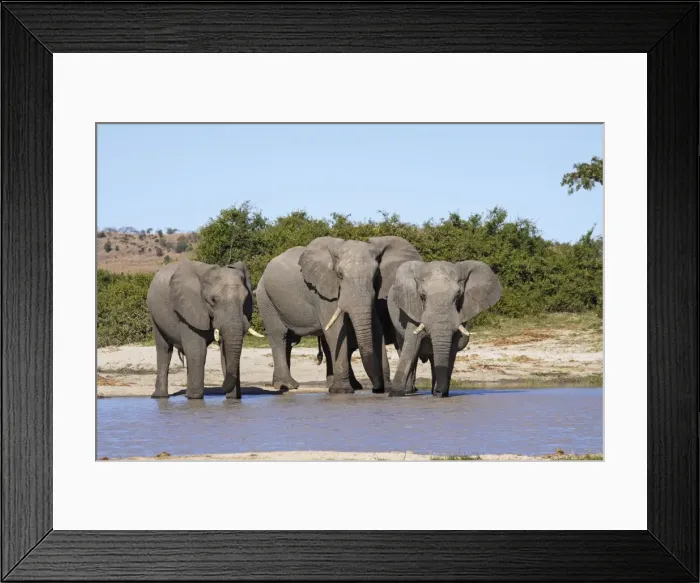 Framed Print : African Elephants at waterhole, Savuti, Botswana Framed Print : African Elephants at waterhole, Savuti, Botswana