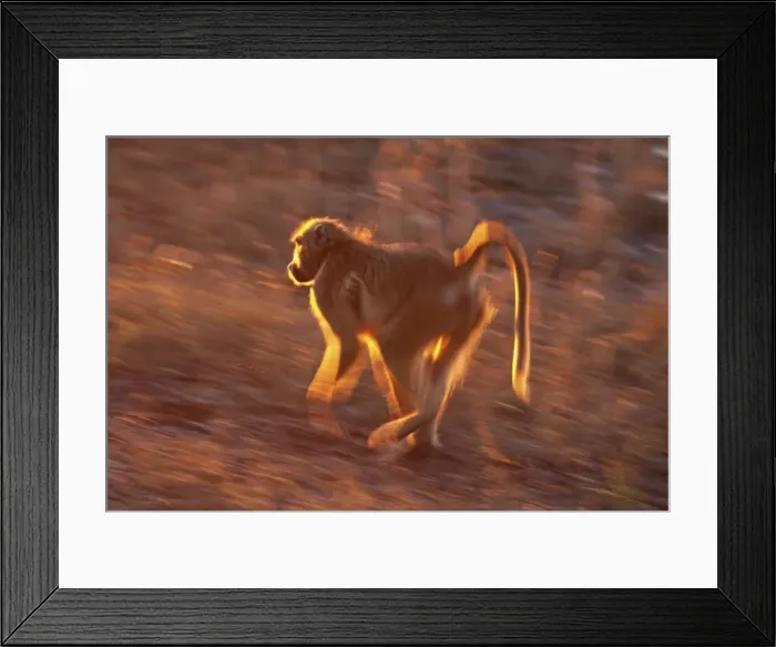 Framed Print : baboon running, Chobe NP, Botswana Framed Print : baboon running, Chobe NP, Botswana