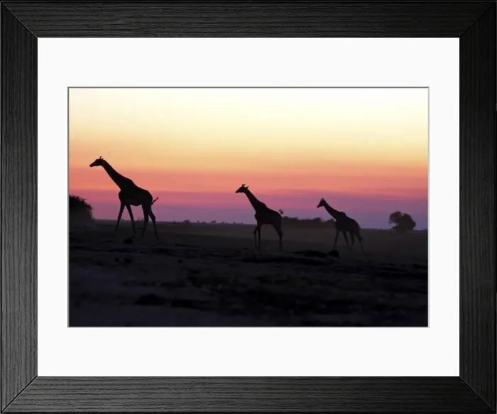 Framed Print : giraffe herd at sunset, Chobe NP, Botswana Framed Print : giraffe herd at sunset, Chobe NP, Botswana
