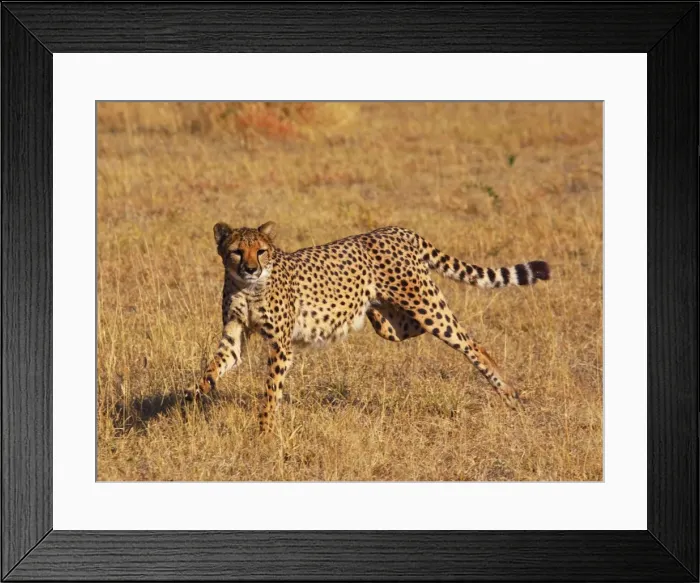 Framed Print : Cheetah - running Framed Print : Cheetah - running