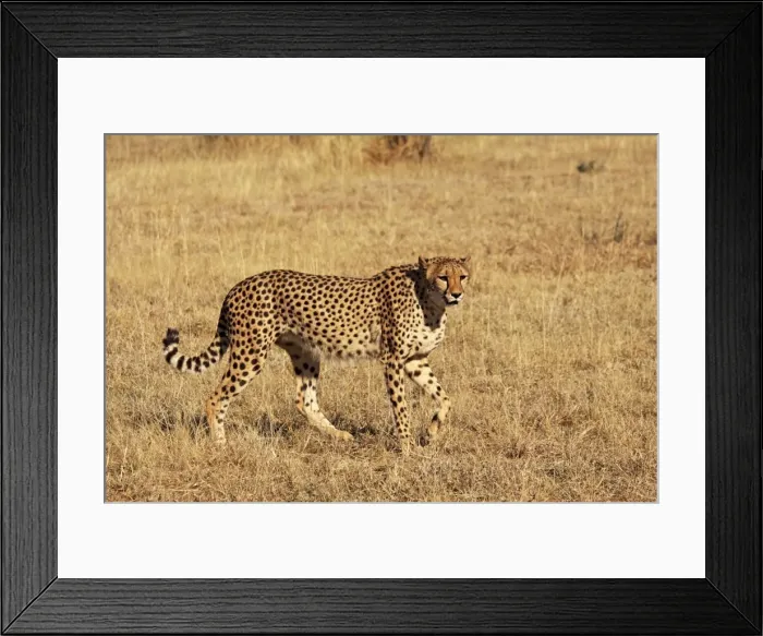 Framed Print : Cheetah. SM-2780. Cheetah. Chobe NP, Botswana, Africa Framed Print : Cheetah. SM-2780. Cheetah. Chobe NP, Botswana, Africa