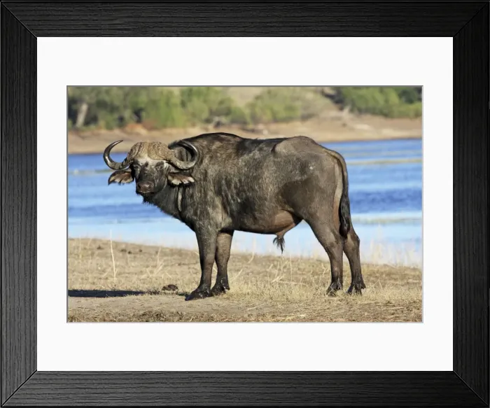 Framed Print : Cape buffalo, Chobe NP, Botswanan Framed Print : Cape buffalo, Chobe NP, Botswanan