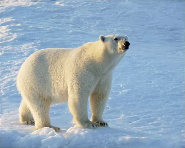 polar bear, Svalbard, Norway