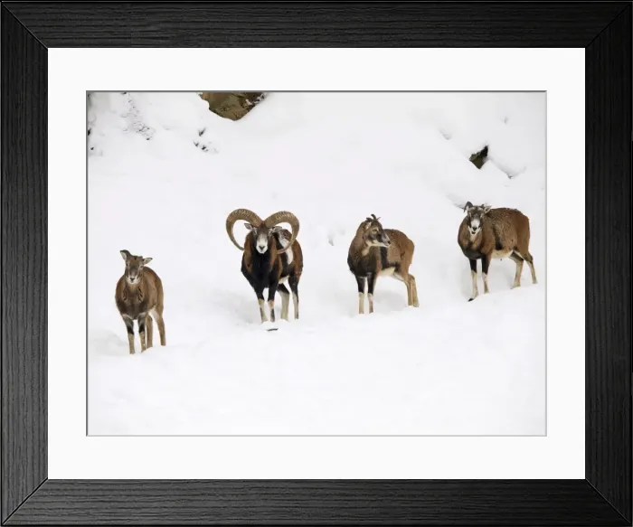 Framed Print : mouflon herd in snow, Germany Framed Print : mouflon herd in snow, Germany