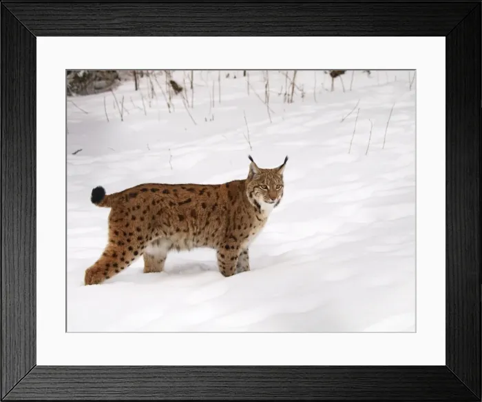 Framed Print : lynx at snow, Germany Framed Print : lynx at snow, Germany