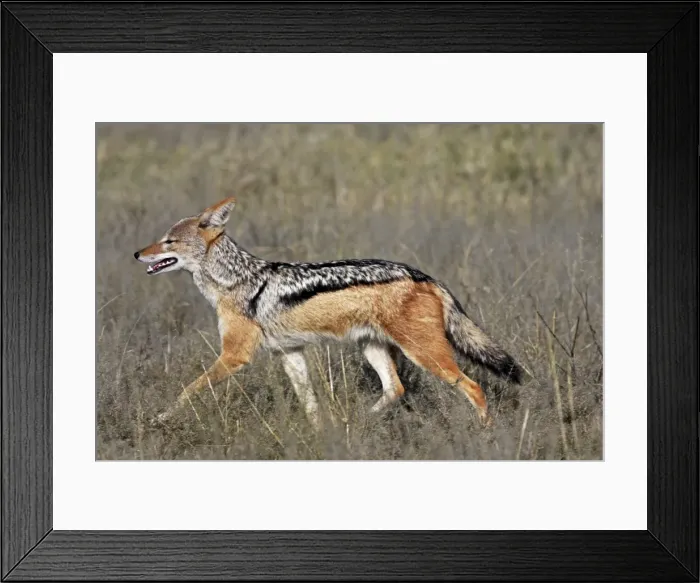 Framed Print : Black-backed jackal, Savuti, Botswana Framed Print : Black-backed jackal, Savuti, Botswana