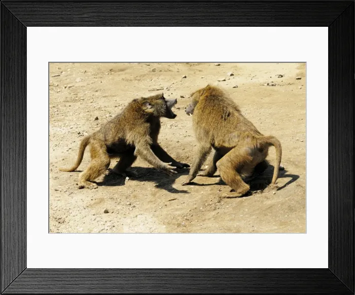 Framed Print : Pavian. SM-2800. Baboons fighting. Zoo Gelsenkirchen, Germany Framed Print : Pavian. SM-2800. Baboons fighting. Zoo Gelsenkirchen, Germany