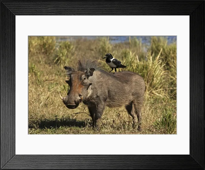 Framed Print : warthog with pied crow on his back, Chobe NP, Botswana Framed Print : warthog with pied crow on his back, Chobe NP, Botswana