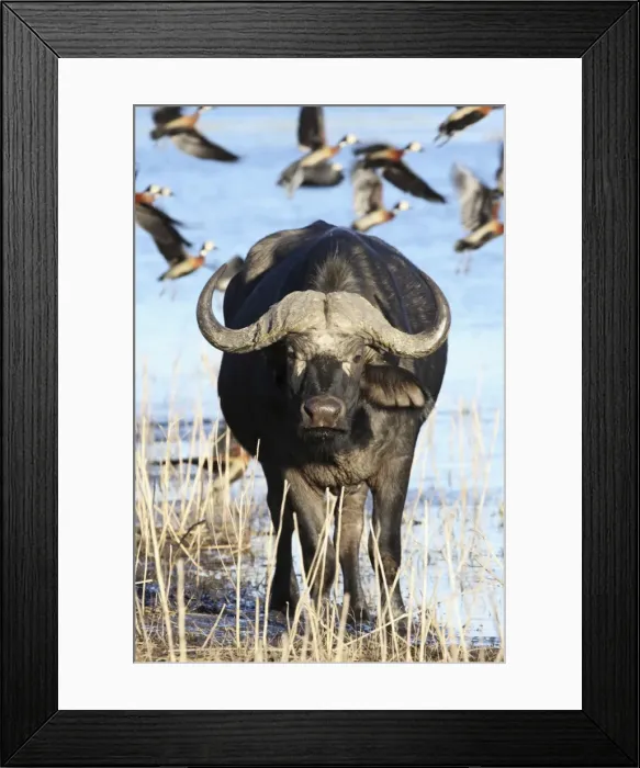 Framed Print : Cape buffalo, Chobe NP, Botswanan Framed Print : Cape buffalo, Chobe NP, Botswanan