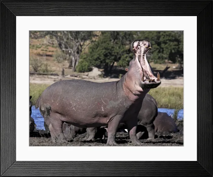 Framed Print : hippo yawning, Chobe river, Chobe Nationalpark, Botswana Framed Print : hippo yawning, Chobe river, Chobe Nationalpark, Botswana