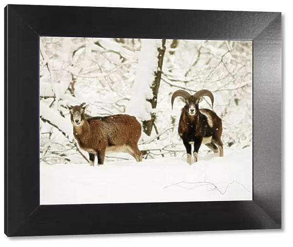mouflon ram and sheep in snow, Germany