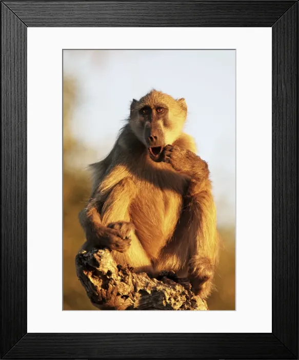 Framed Print : baboon sitting, Chobe NP, Botswana Framed Print : baboon sitting, Chobe NP, Botswana