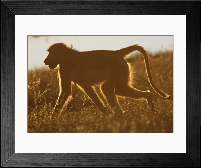Framed Print : baboon running, Chobe NP, Botswana Framed Print : baboon running, Chobe NP, Botswana