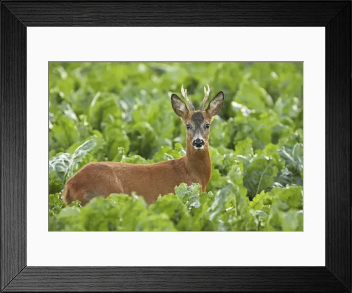 Framed Print : young roe deer buck, Germany Framed Print : young roe deer buck, Germany