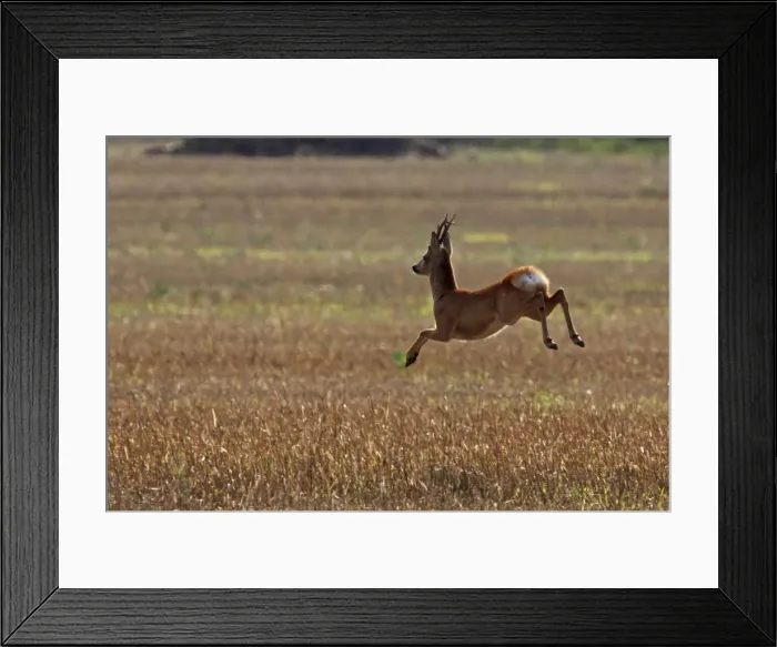 Framed Print : roe deer buck jumping, Germany Framed Print : roe deer buck jumping, Germany