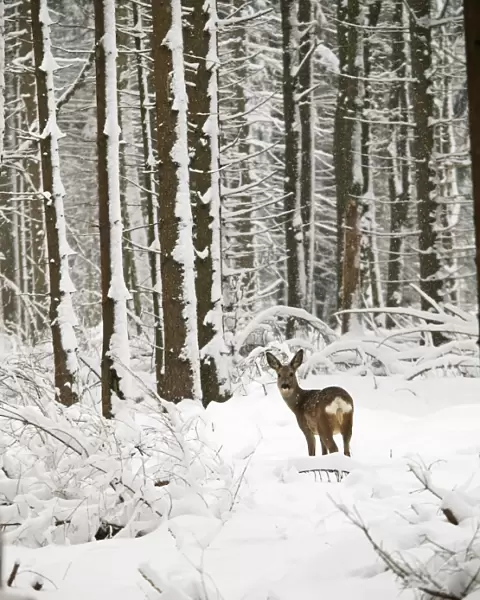 roe deer at snow, Germany