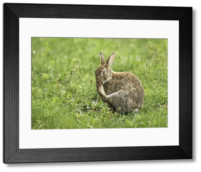 Framed Print : wild rabbit, Austria Framed Print : wild rabbit, Austria
