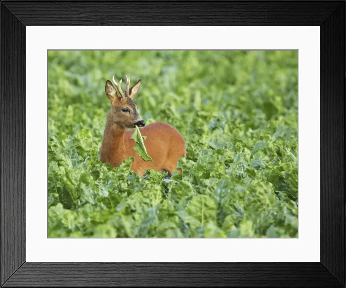 Framed Print : roe deer buck, Germany Framed Print : roe deer buck, Germany